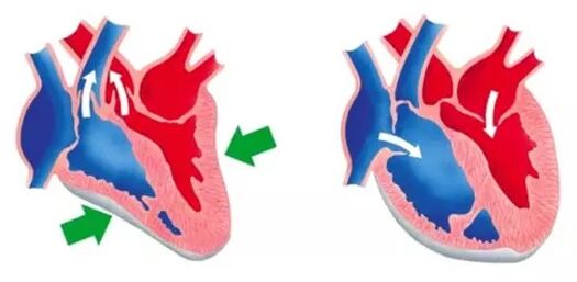 Blutforde normalizza il funzionamento del cuore e dei vasi sanguigni